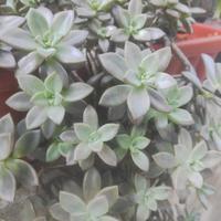 pianta grassa sedum