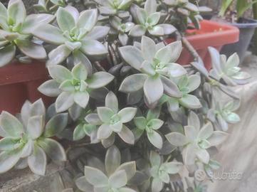 pianta grassa sedum