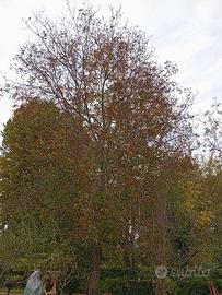 ALBERO DI NOCE IN PIEDI