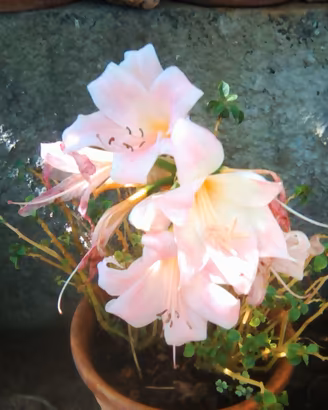 3 bulbi di iris belladonna o giglio di San Candida