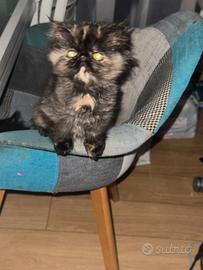 Cucciole persiane
