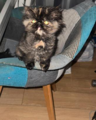 Cucciole persiane