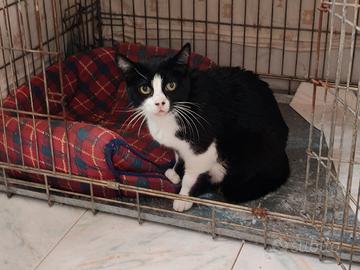 Mammina TAI e i suoi cucciolini