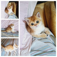 Scottish Straight femmina Campania