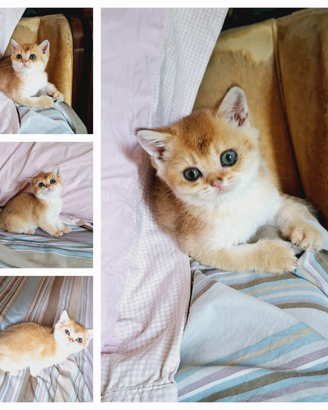 Scottish Straight femmina Campania