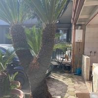 Pianta cycas