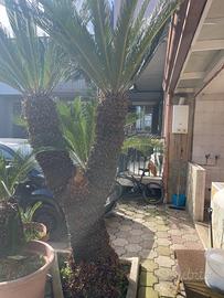 Pianta cycas