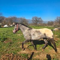 Cavallo