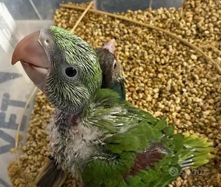 Pappagallo Grande Alessandrino allevato a mano