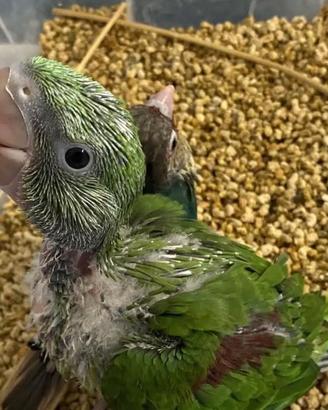 Pappagallo Grande Alessandrino allevato a mano