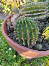 Echinopsis piante grasse