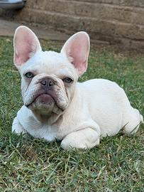 Bulldog francese