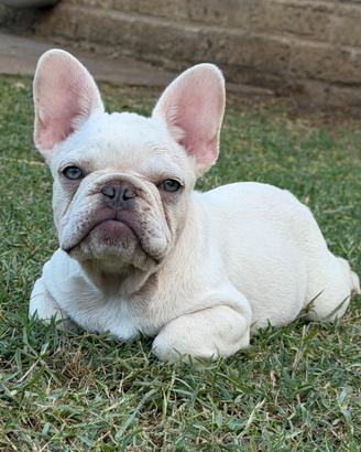 Bulldog francese
