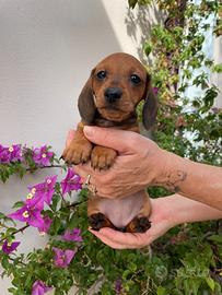 Cuccioli di bassotto nano