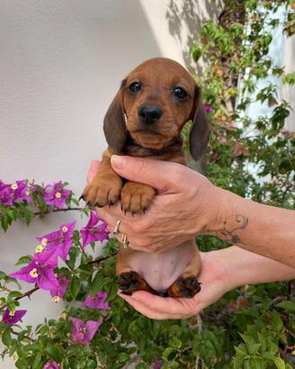 Cuccioli di bassotto nano