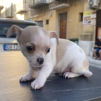 Chihuahua Toy messicani