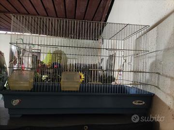 gabbia con separatore canarini