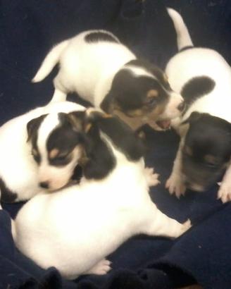 Cuccioli jack russel
