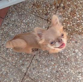 Chihuahua per monte