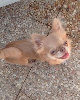 Chihuahua per monte
