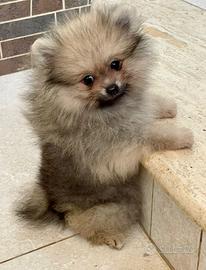 Cuccioli Spitz nano Pomerania