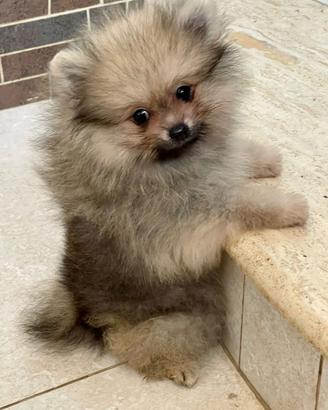 Cuccioli Spitz nano Pomerania