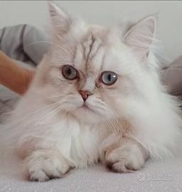 Brittish Longhair Silver Shaded
