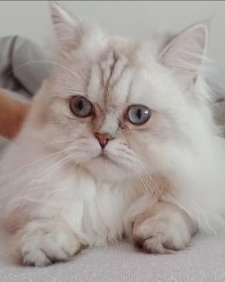 Brittish Longhair Silver Shaded
