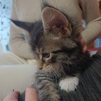 Gattini Maine Coon