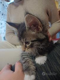 Gattini Maine Coon