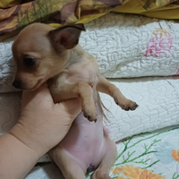 Cuccioli Pinscher Mini Toy