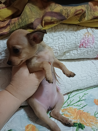 Cuccioli Pinscher Mini Toy