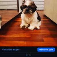 Shih Tzu da monta 3 anni