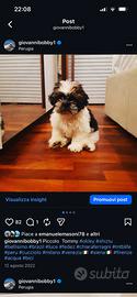 Shih Tzu da monta 3 anni