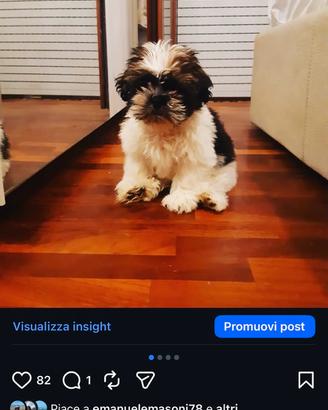 Shih Tzu da monta 3 anni