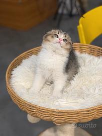 Scottish Fold