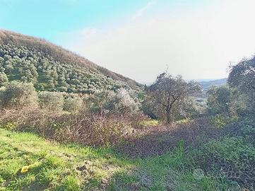 TER. AGRICOLO A PIEVE A NIEVOLE