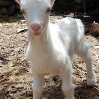 Capretti saanen alta genetica