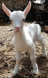 Capretti saanen alta genetica