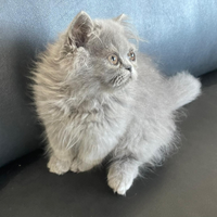 Gatto persiano