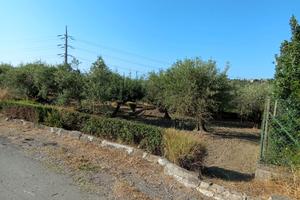 Terreno uliveto