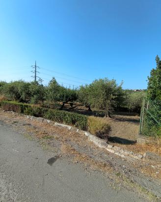 Terreno uliveto