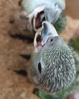 Amazzoni , ararauna e caicco testa arancio /nera