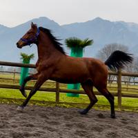 Cavallo Andaluso