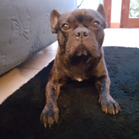 Bulldog francese maschio