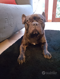 Bulldog francese maschio