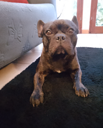 Bulldog francese maschio