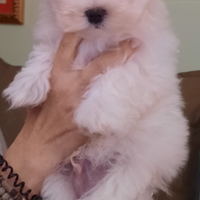 Maltese cucciolo