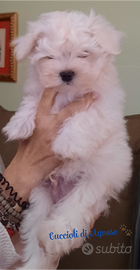 Maltese cucciolo