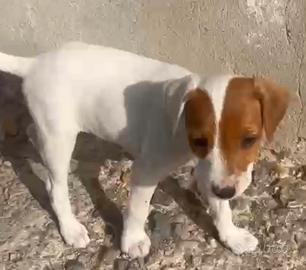 Maschio jack russell
